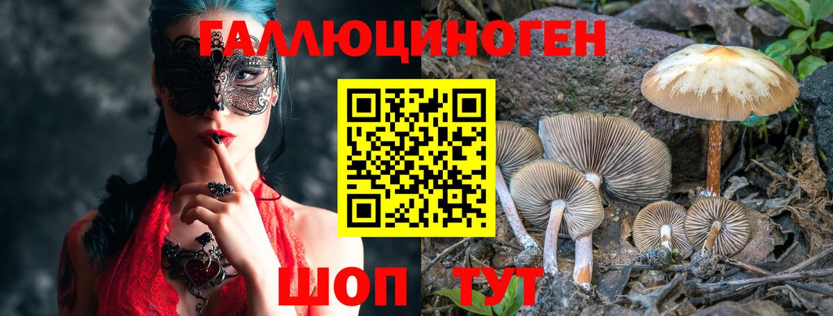 Галлюциногенные грибы Psilocybine cubensis Красный Сулин